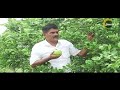 mosambi cultivation in telangana తెలంగాణాలో అత్యధికంగా బత్తాయి తోటల పెంపకం rythu bandhu