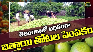 Mosambi Cultivation in Telangana  | తెలంగాణాలో అత్యధికంగా  బత్తాయి తోటల పెంపకం | Rythu Bandhu