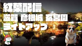 紅葉配信第二弾【滋賀】 彦根城 玄宮園ライトアップ