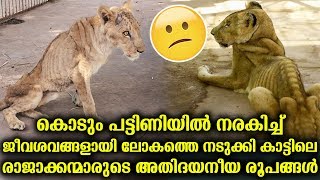 കൊടും പട്ടിണിയില്‍ നരകിച്ച് ലോകത്തെ നടുക്കി കാട്ടിലെ രാജാക്കന്മാരുടെ അതിദയനീയ രൂപങ്ങള്‍