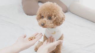 ドッキリにひっかかった犬のリアクションが最高すぎたｗ #Shorts