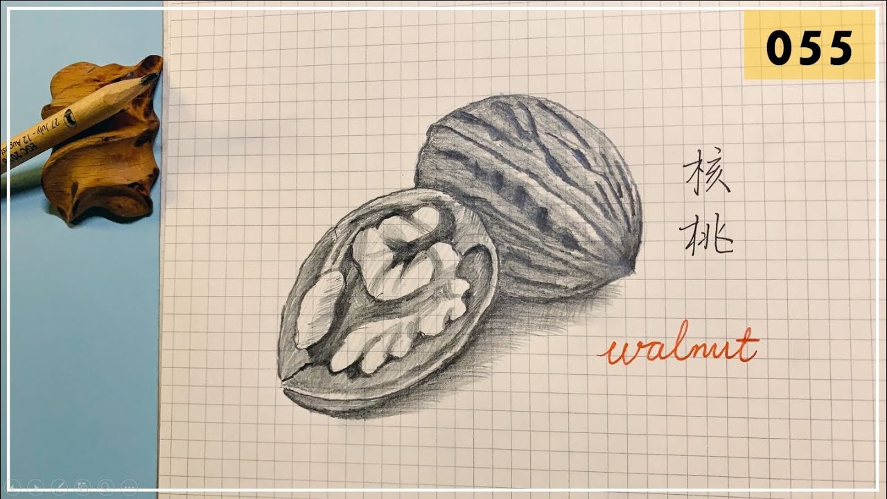 Learn To Draw Walnuts | Drawing Process | Sketch - YouTube