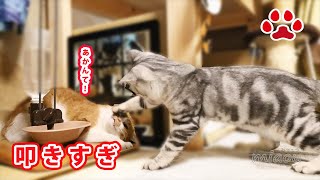 殴られすぎな仔猫？まや Funny Cute Little Boxers,Cat Punches 【瀬戸のまや日記】