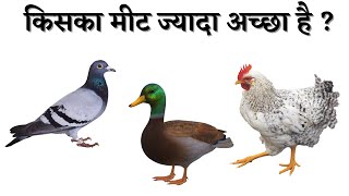 murga kabutar aur duck kiska meat accha rahta hai | सबसे अच्छा मांस किसका होता है?