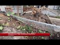 Fallen oak tree damages property in Hayward