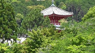 「５月の京都見てある記」 ⑭ 大覚寺・大沢池（5月27日）