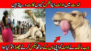Interesting Facts of Camel In Urdu Hindi|Why Camel Eat Snake? | Camel | Facts | Facts Eye