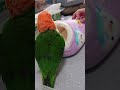 【ジャストサイズ💡🔴】シロハラインコ🥰虎太郎🤩モフモフスリッパ❤️🎵 シロハラインコ caique くうナップ