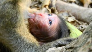 Cute baby monkey ep7