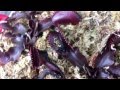 Extreme Dark Purple Venus Flytrap Coloration!