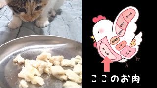 子猫に初めてささみをあげたらめちゃくちゃ喜びました。