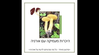 ליקוט אורניה - איך מזהים אותה בוודאות, איך אוכלים ואיפה מוצאים