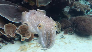 コブシメ（ちゅら海水族館）