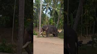 പുത്തൻകുളത്തെ അധികം ആർക്കും അറിയാത്ത നാടൻ ആന | Puthankulam Mohanakrishnan