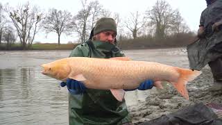 🔥 🐟🎣 1 op de 5 karpers boven de 20kg: bekijk de afnetting van Etang de Vaise  🎣🐟🔥