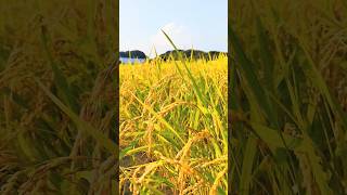 2024年初秋🌾黄金色の稲穂が実る日本の田園風景と#夕映え空❅ #藤枝市 #田園風景 #稲穂 #fujiedacity #夕景 #ジブリBGM #風の通り道