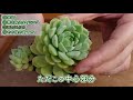 【多肉植物】秋のお楽しみ！増やします！