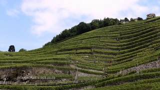 Le vignoble de Lavaux