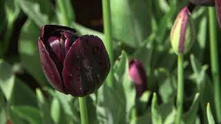 Queen of Night - Tulip  🌷🌷🌷  vdqbulbs.com.au