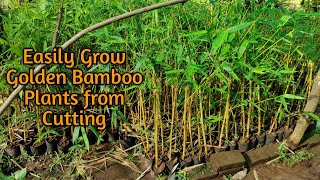 How to Grow Golden Bamboo plant from cuttings|Propagate Golden Bamboo|पीले बाँस को कटिंग से उगाए|