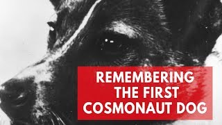 Remembering Laika, The World's First Living Creature In Space