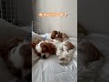 我が家のキャバリアず🐶🐶 キャバリア cavalier cavalierkingcharlesspaniel dog cutedog 犬のいる暮らし 多頭飼い