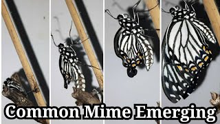 Common Mime Emerging | Butterfly World