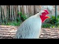 rooster crowing 2022 rooster crowing sounds effect alarm