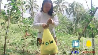 NANGUHA KAME NG SITAW AT OCHRA SA GARDEN NI NANAY