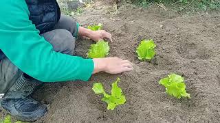 種子播種~福山萵苣~要種出大顆~可用移植方式~