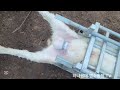 원본 염소 농장 무혈 염소 거세 링 거세 original goat farm bloodless goat castration ring castration