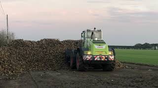 Claas shovel loading Sugar Beet. Norfolk Straw Products Transport