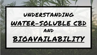 Understanding WATER SOLUBLE CBD and Bioavailability