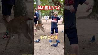 鳩に鹿センベイ与える外国人観光客🫎奈良公園