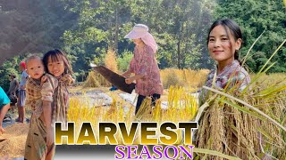 Season of harvest ||paddyfields|| traditional way of harvesting crops