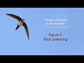 COMMON SWIFT - In flight grooming - FIGURE 5 : Alpine Swift - Back preening