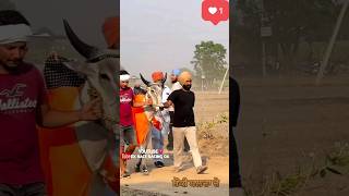 Topp Ox Race Punjab 🦅#oxrace #trending #viral #shorts #shortvideo #like #pat #racing #ox #panghaltv