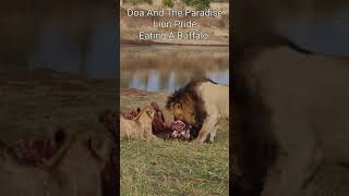 Maasai Mara Sightings Today 06/08/21 (Lions, Elephant, etc.) | Zebra Plains | #Wildlife
