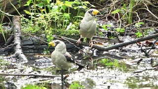 河口湖フィールドセンターのイカル（幼鳥）その１９（4K60P動画）