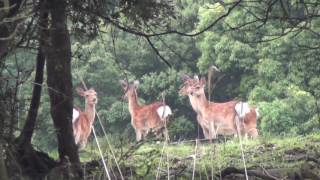 鹿の鳴き声の意味