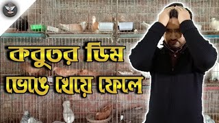 কবুতর ডিম ভেঙে খেয়ে ফেলে কেন? Why do pigeons break eggs and eat them?