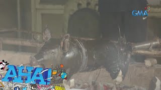 Lechon de Negra, kakaibang lechon na dapat subukan! | AHA!