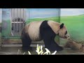 20210126 棲架施工未完成 團團喝水抬頭聽 giant panda tuan tuan