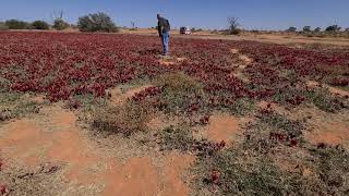 Visiting Sturt Desert Pea before going to Port Neil 💕