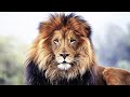 THE MAJESTIC LION - A Tribute King of the African Jungle