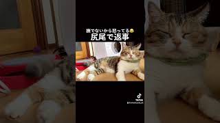 尻尾で怒りを表現😡 #くるみ　#三毛猫 #縞三毛  #猫 #子猫 #保護猫 #ねこ #猫のいる暮らし #猫のいる生活 #猫好きさんと繋がりたい #cat #cats #catsoftiktok