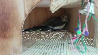 Cockatiel lays egg