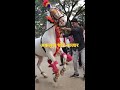 अकलूज घोडे बाजार akluj horse market