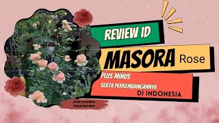 Review ID // Review Pertumbuhan Masora Rose Di Indonesia