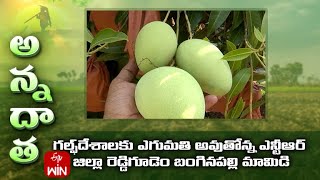 Banginapalli mango exports started from Reddigudem of NTR dist. | ETV Telugu